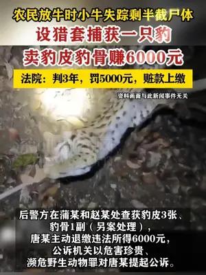 农民小牛失踪后剩半截尸体设套捕豹被判刑
