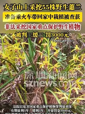 女子山上采挖55株野生蕙兰，准备乘火车带回家中栽植被查获