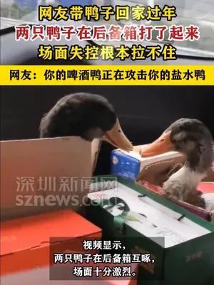 两只鸭子过年回家路上打架，场面失控根本拉不住