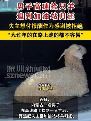 男子高速捡只羊，一路追赶失主至加油站将羊归还