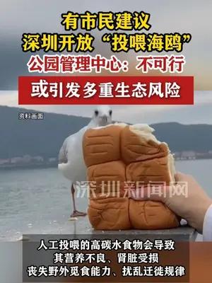 有市民建议深圳开放“投喂海鸥”