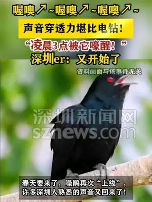 深圳噪鹃的喔噢声堪比电钻