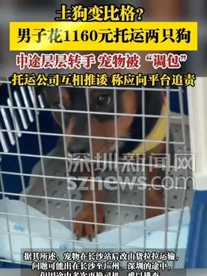 男子花1160元托运两只狗，中途层层转手，宠物被“调包”