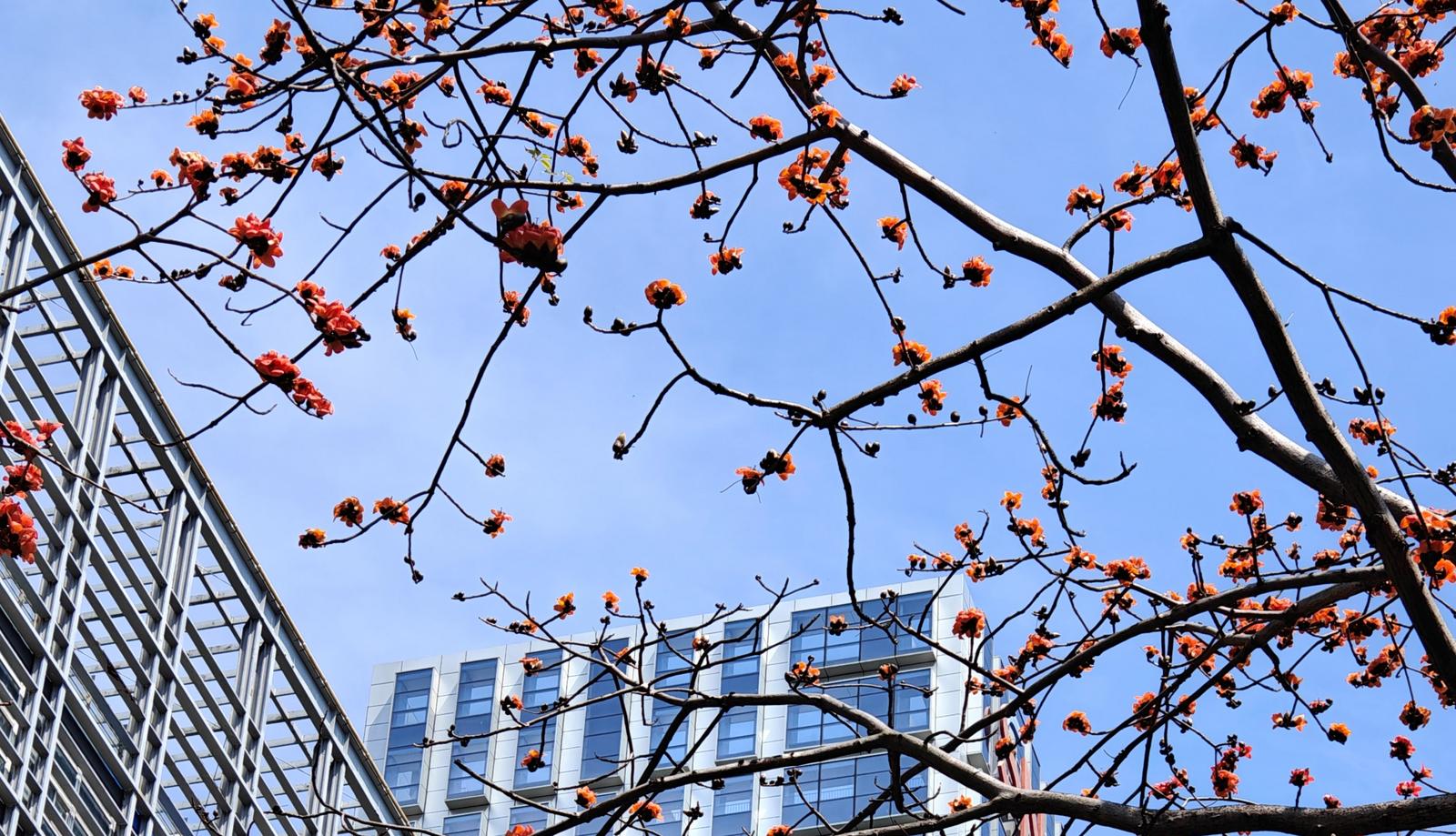 今日深圳｜满城红妆木棉开 ，浪漫触手可及