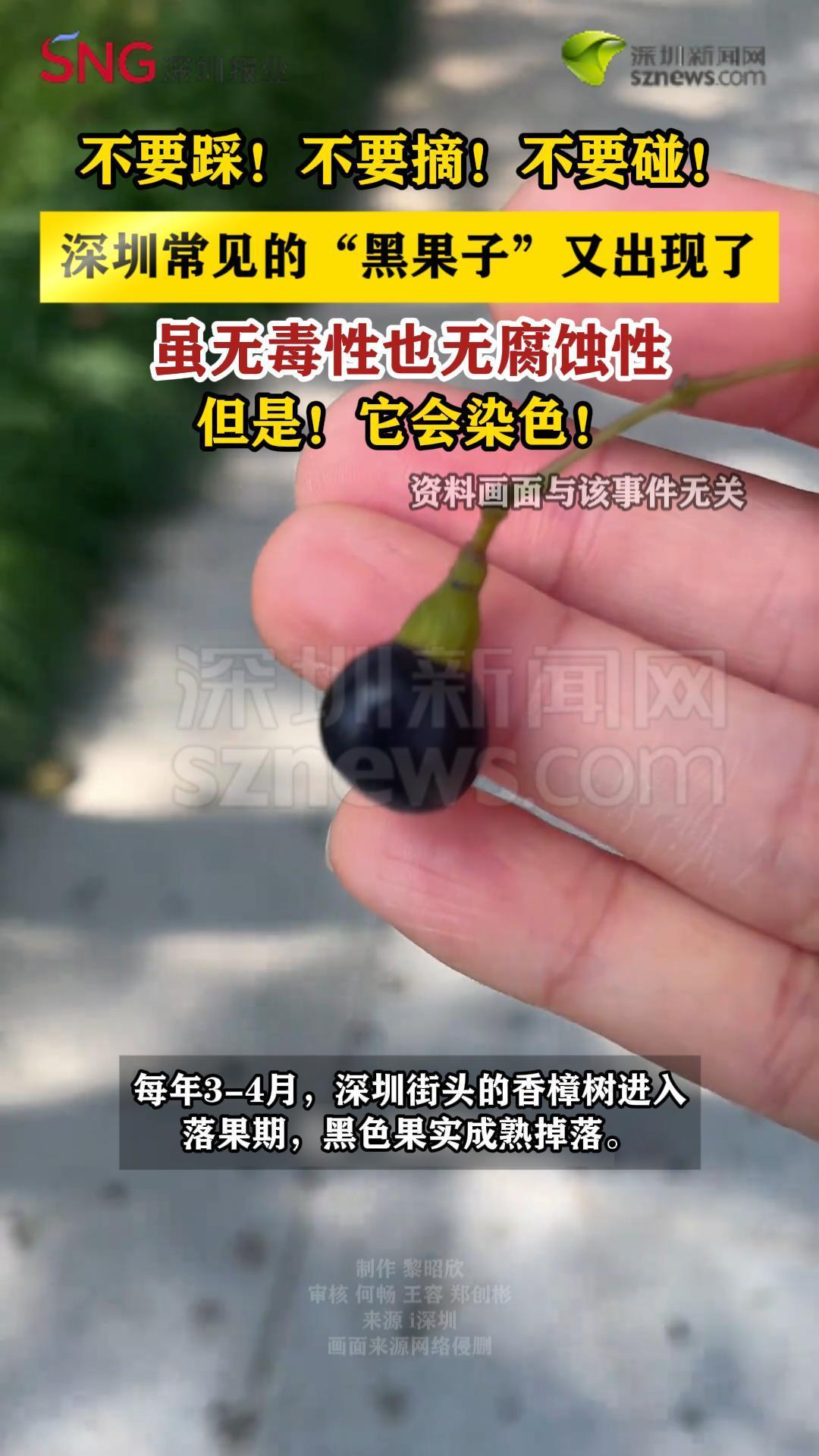 不要踩！不要摘！不要碰！深圳常见的“黑果子”又出现了
