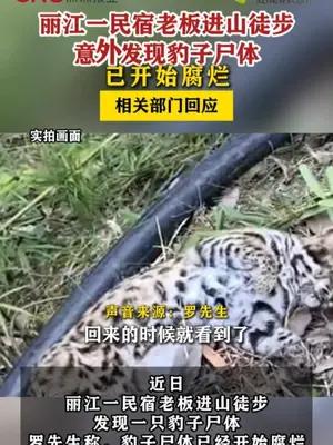丽江一民宿老板进山徒步意外发现豹子尸体