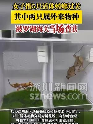 女子携5只活体螳螂过关，其中两只属外来物种