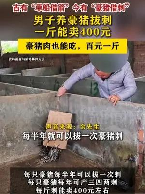 男子养豪猪拔刺一斤能卖400元