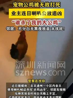 宠物鸡被打死业主连日喇叭公放追凶