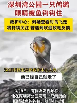 深圳湾公园一只鸬鹚眼睛被鱼钩钩住