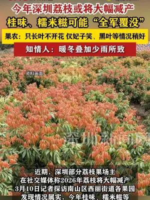 今年深圳桂味、糯米糍可能“全军覆没”
