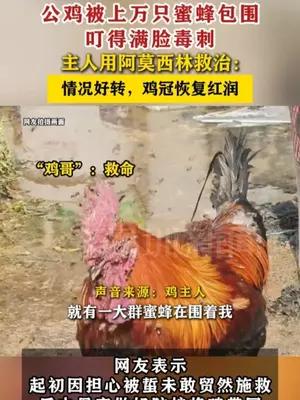 公鸡被上万只蜜蜂包围叮得满脸毒刺 主人用阿莫西林救治