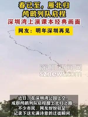 深圳湾上演课本经典画面，鸬鹚列队启程北归