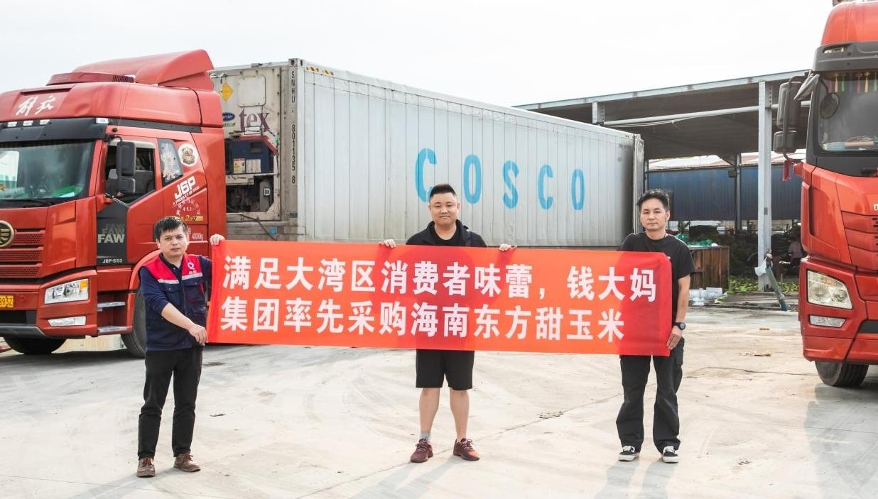 钱大妈直采海南东方玉米，新鲜直达大湾区消费者餐桌