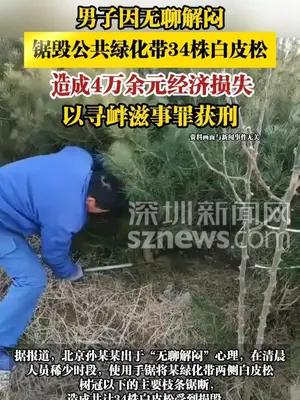 男子因无聊解闷锯毁公共绿化带34株白皮松获刑