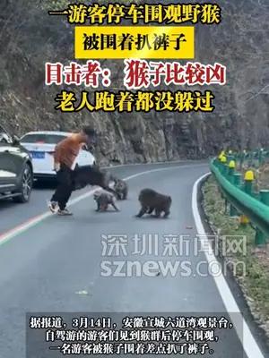 一游客停车围观野猴，被围着扒裤子