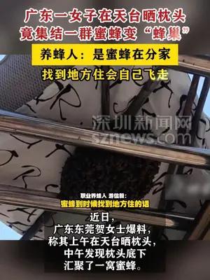 广东一女子在天台晒枕头竟集结一群蜜蜂变“蜂巢”