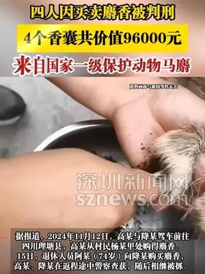 四人因买卖麝香被判刑，4个香囊共价值96000元