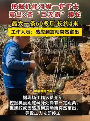 挖掘机修河堤震出3条大蟒蛇