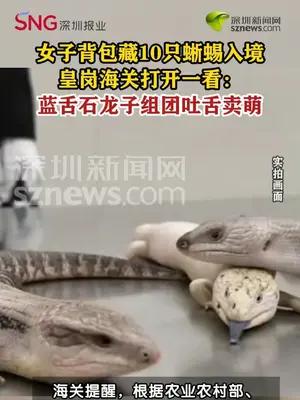 女子背包藏10只活体蜥蜴进境被查获