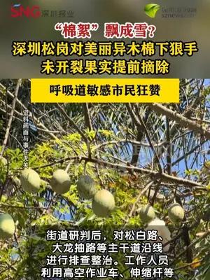 深圳松岗街道开展美丽异木棉果实摘除专项整治行动