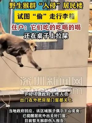野生猴群“入侵”居民楼随意吃喝 还在桌子上拉屎
