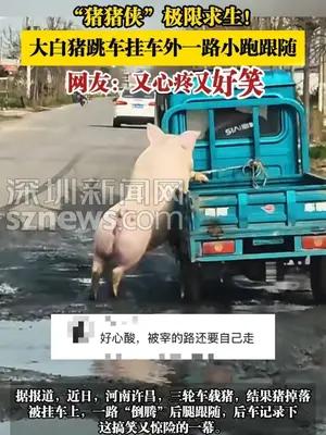 大白猪跳车挂车外一路小跑跟随