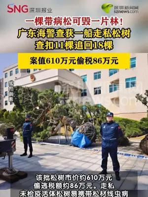 海警查获船只走私松树案值610万元