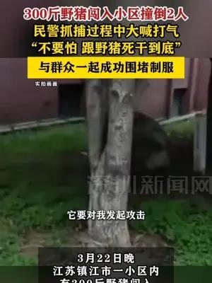 300斤野猪闯入小区撞倒2人