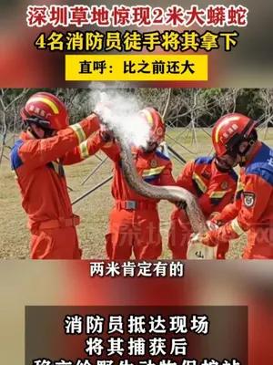 深圳草地惊现2米大蟒蛇