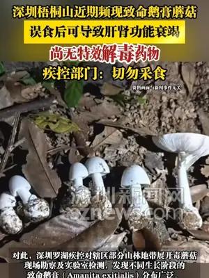 深圳梧桐山近期频现致命鹅膏蘑菇，误食后可导致肝肾功能衰竭