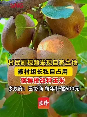 村民土地被村组长私自占用改种，乡政府：补偿600元每年