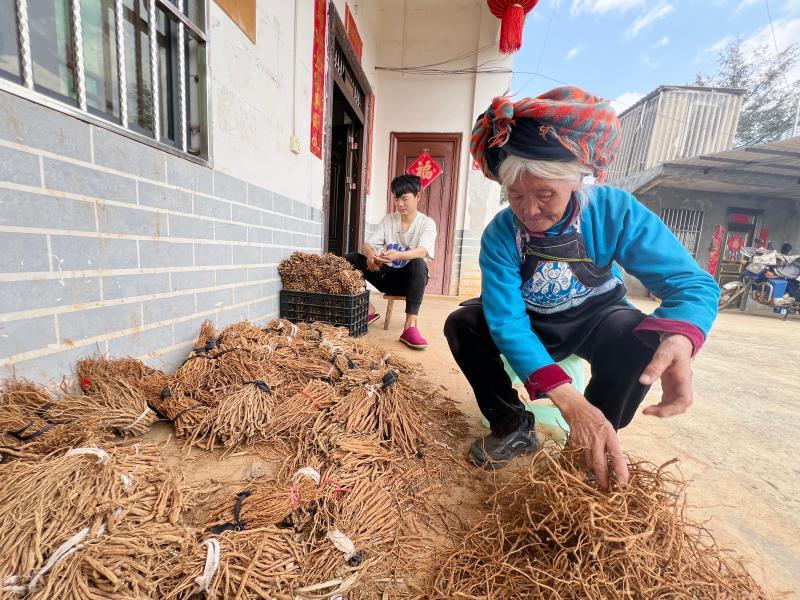 梨花盛开季，再访英雄妻子金花嫂