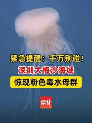 紧急提醒：千万别碰！深圳大梅沙惊现粉色毒水母群