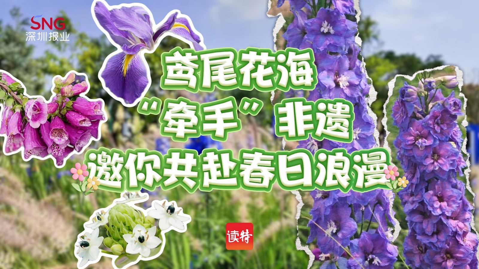 坪山春印象｜鸢尾花海“牵手”非遗，邀你共赴春日浪漫
