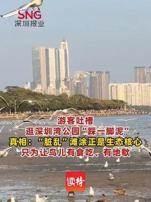 游客吐槽在深圳湾“踩一脚泥”，真相是这片泥滩藏着对候鸟的情意