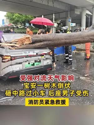 宝安一树木倒伏砸中路过小车，后座男子受伤