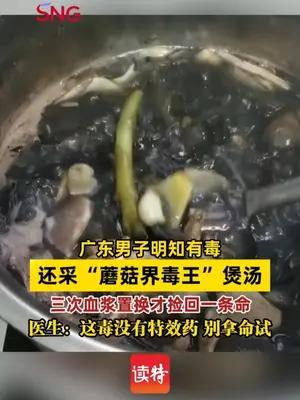 广东男子明知有毒还采“蘑菇界毒王”煲汤