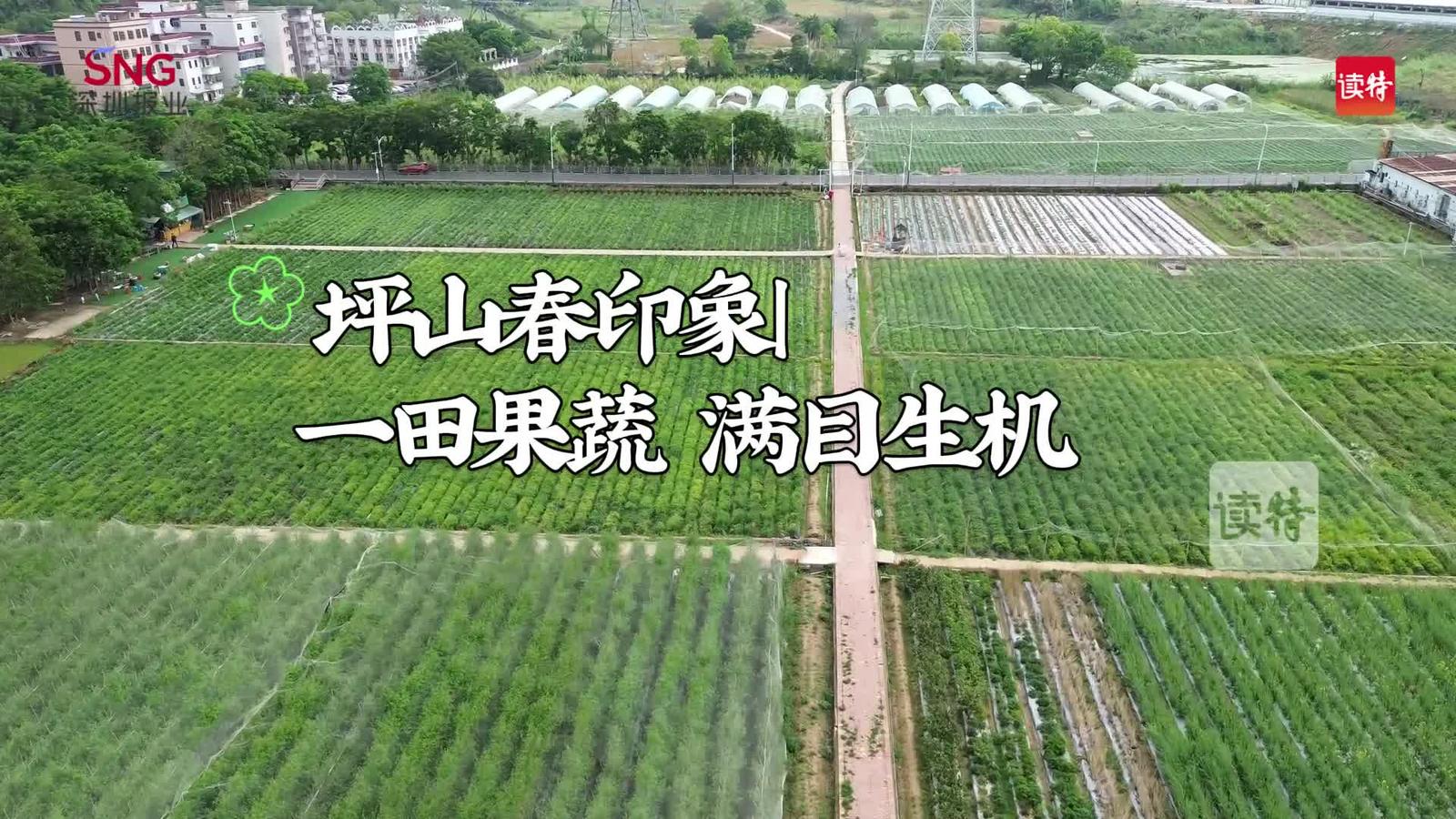 坪山春印象｜一田果蔬 满目生机
