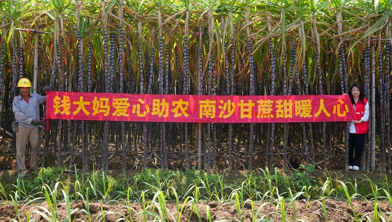 直采南沙甘蔗赠街坊，钱大妈助农惠民在行动