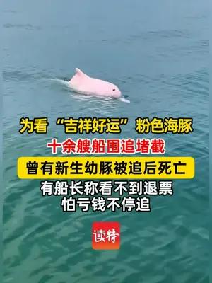 为看 “吉祥好运” 粉色海豚 十余艘船围堵
