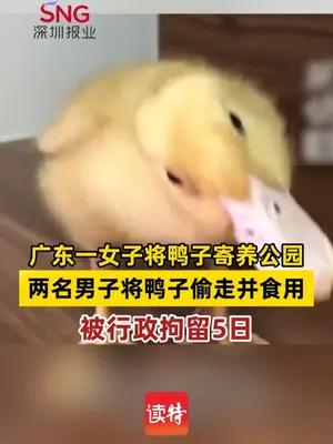广东一女子将鸭子寄养公园，两名男子将鸭子偷走并食用