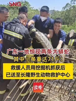 广东一地惊现两条大蟒蛇  一条重71斤！救援人员用挖掘机抓获后送长隆野生动物救护中心