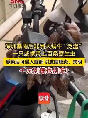 深圳暴雨后非洲大蜗牛“泛滥”，千万别摸也别吃