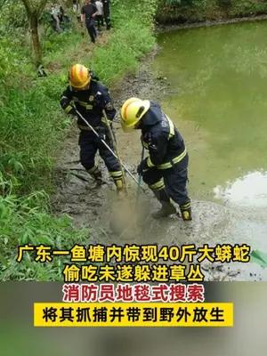 广东一40斤大蟒蛇潜入鱼塘偷吃未遂