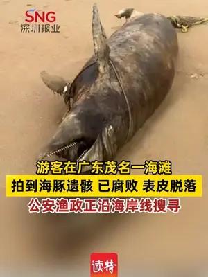 游客在广东茂名一海滩拍到海豚遗骸，已腐败表皮脱落 公安渔政正沿海岸线搜寻