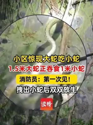 小区惊现1.5米大蛇吞食小蛇，消防员：第一次见！