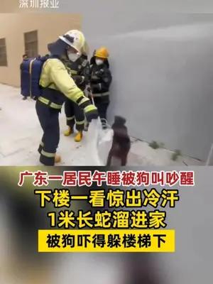 广东一居民午睡被狗叫吵醒，下楼一看惊出冷汗