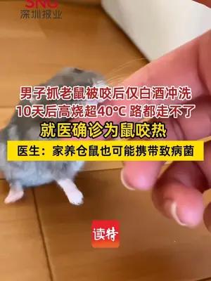 深圳男子被老鼠咬10天后确诊鼠咬热