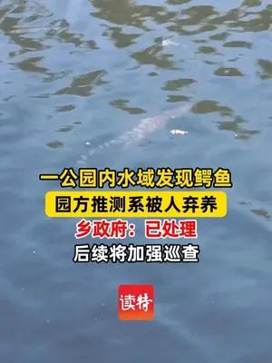 一公园内水域竟发现鳄鱼 园方推测系被人弃养